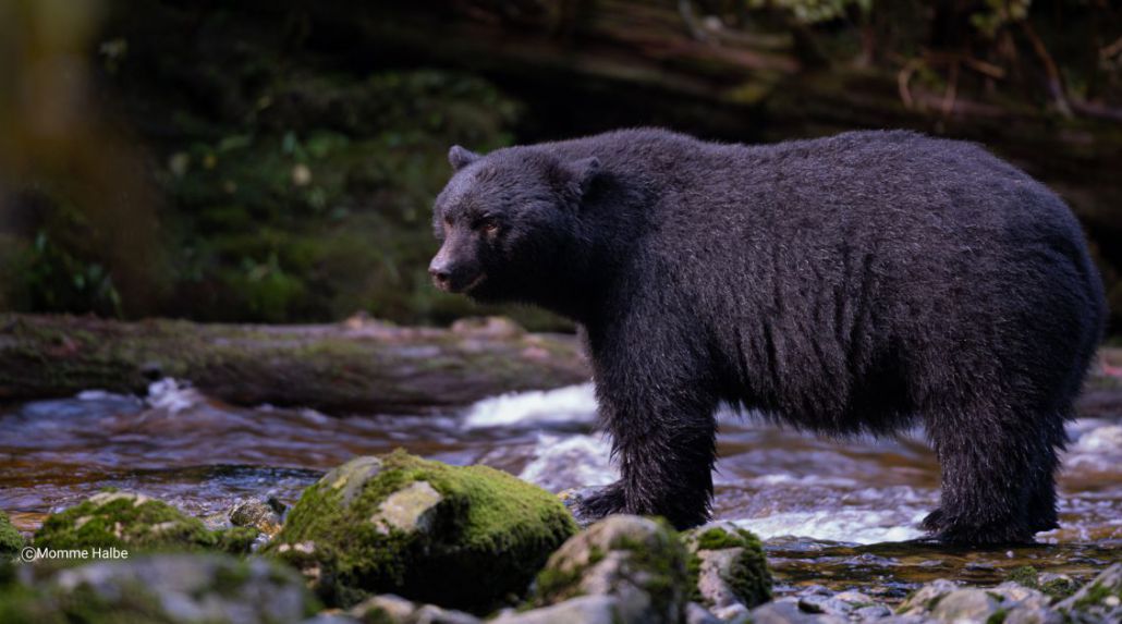 7 Day Great Bear Rainforest Cruise